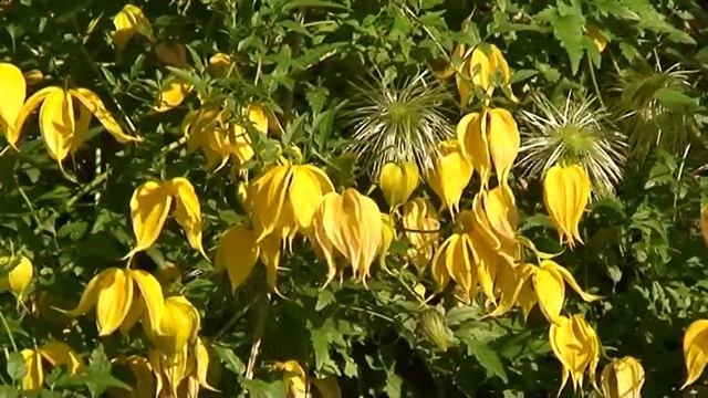 КЛЕМАТИС ТАНГУТСКИЙ  .Clematis Tangutica .Radar Love.