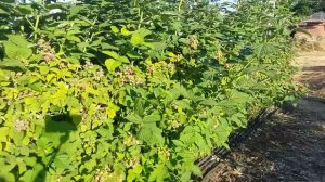 Малина Гусар. Первое плодоношение