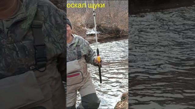 #shorts#Поклевка гольца(мальмы)на таежной реке..avi смотреть онлайн