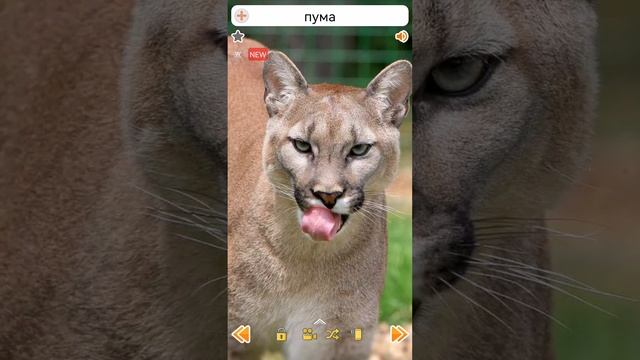 Звуки пумы #shorts #puma #пума смотреть онлайн