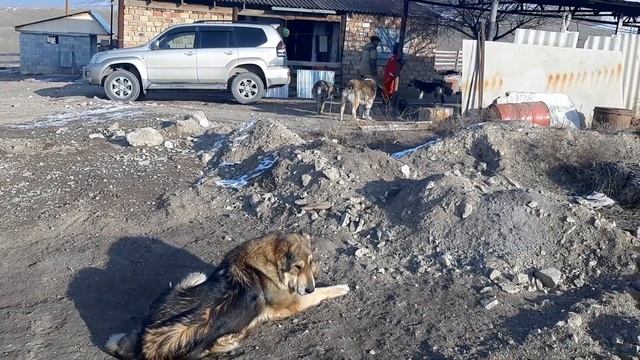 Казахский аборигенный волкодав-тобет. Tobet Kazakh Aboriginal Wolfhound. Tobet-boribasar.kz