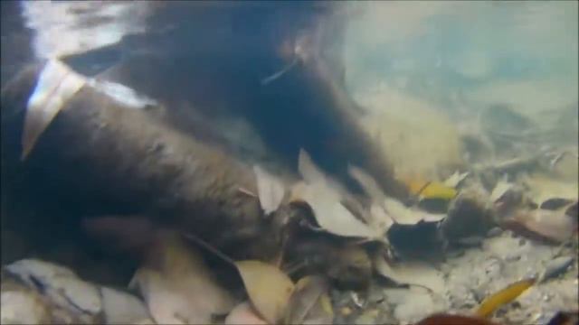 Экшн камера ЕКЕН Н9 - тест под водой! смотреть онлайн