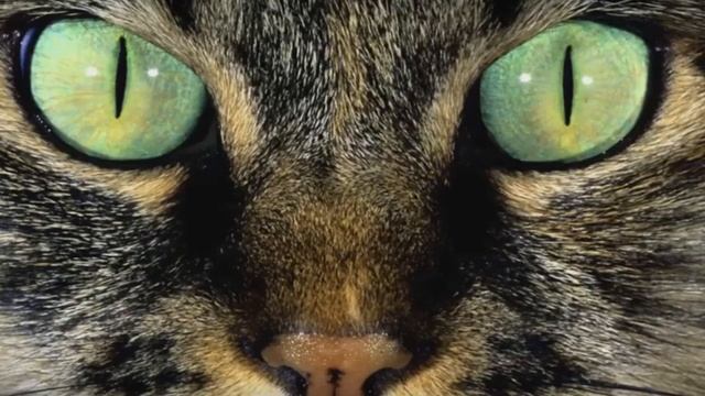 Почему кошке нельзя смотреть в глаза? смотреть онлайн