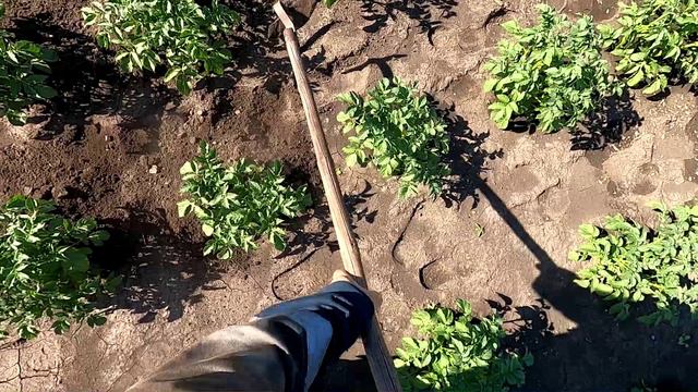 Окучил картофель, 24 июня 2024 года. смотреть онлайн