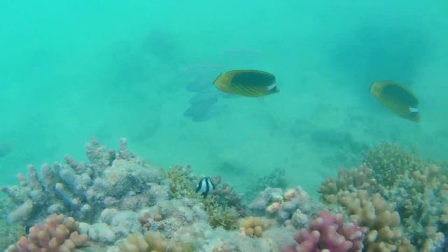 Hurghada Snorkeling at Labranda Club Makady Bay смотреть онлайн