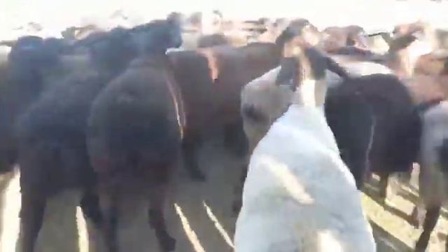 Гиссарские ягнята ярки 63 голов по 39000тг(91$),Жамбылская область,Биликоль,+77761260195 смотреть онлайн