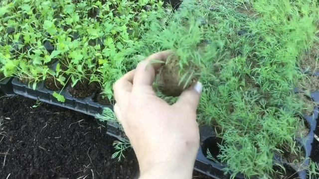 Ранняя зелень. Высаживаю рассаду петрушки и укропа. смотреть онлайн