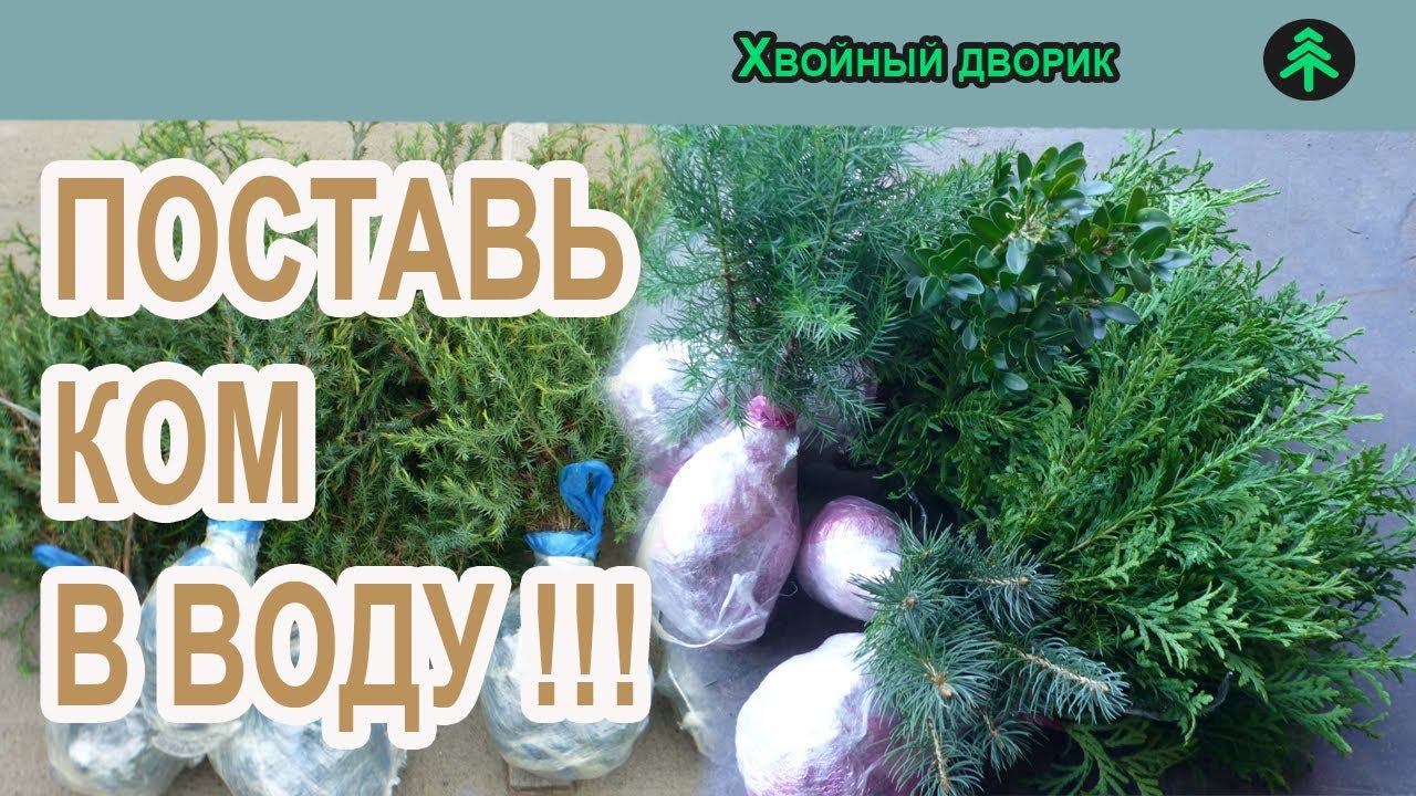 Посылка с сеянцами хвойных из питомника "Хвойный дворик" Что нужно знать! смотреть онлайн