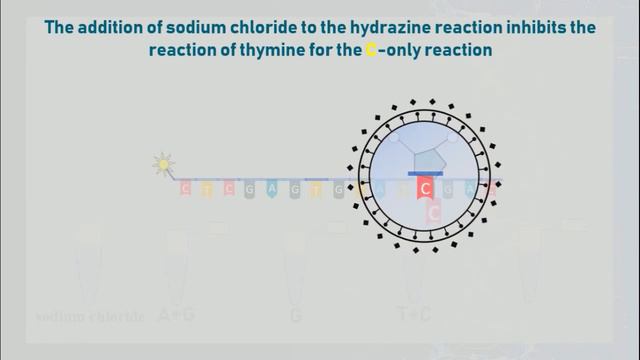 Maxam–Gilbert DNA Sequencing Method Animation смотреть онлайн