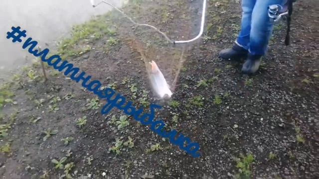 Мисайлово Trout смотреть онлайн