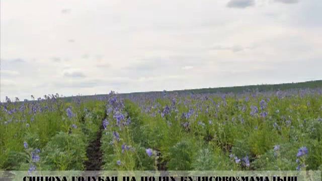 Посевы синюхи голубой на полях Кулясово&Мамадыш смотреть онлайн