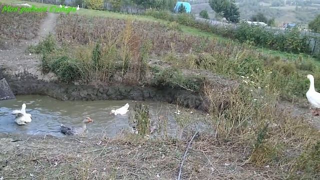 У второй Нюрки петушки красавцы-все как на подбор!Гуси купаются в пруду,а петушки шныряют по тыквам