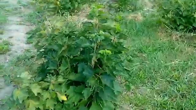 Красная смородина: сорт Rovada, Ровада для заказа саженцев Вайбер 0989129790 смотреть онлайн