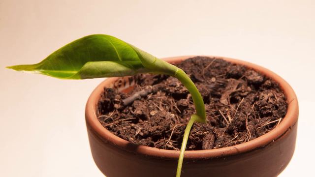 ALOCASIA FRYDEK GROWTH Timelapse!😍 |PP| смотреть онлайн