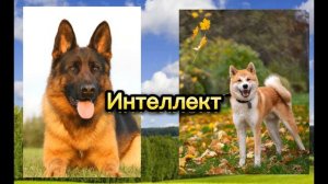 Немецкая овчарка против Акита-ину//Кто сильнее?
