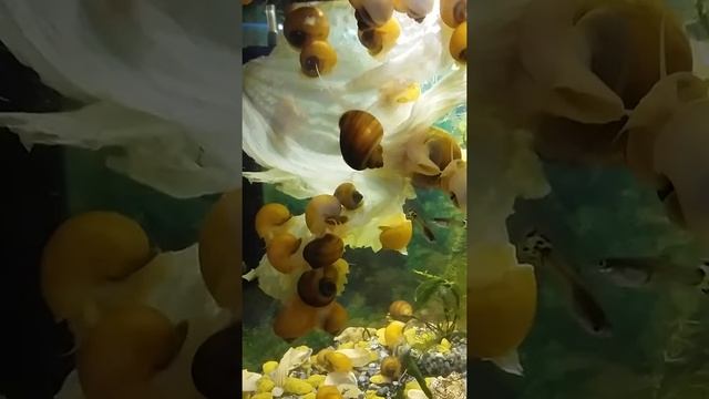 ??кормление ампулярии салатом. смотреть онлайн