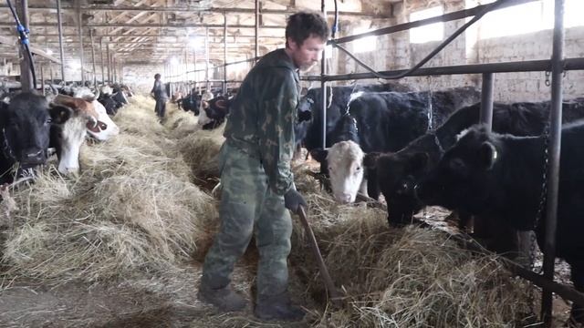 Юсуф Тамоян - молодой фермер. Он будет принимать участие в гранте от государства «Агростартап» смотреть онлайн