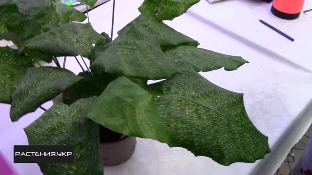 Калатея мозаичная Нетворк уход в домашних условиях смотреть онлайн