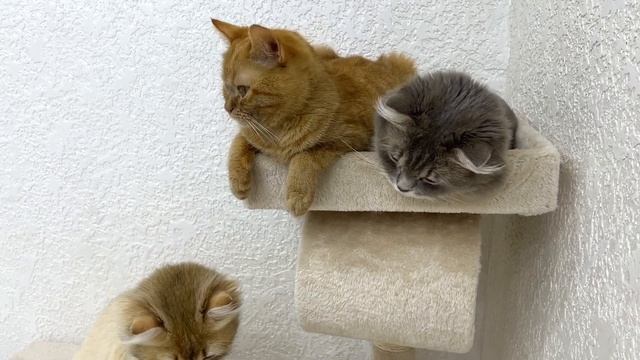Which cat is pregnant? Expecting a birth in two days смотреть онлайн