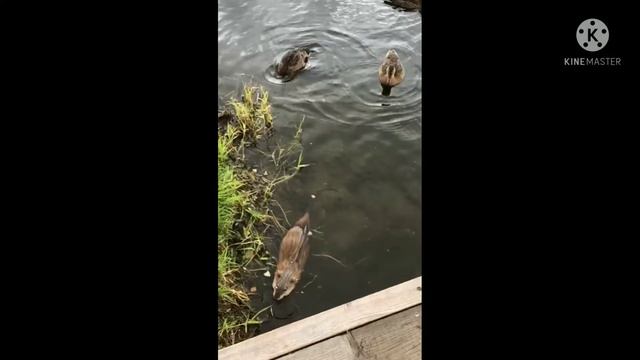 НАЕДИНЕ С ПРИРОДОЙ: ПОВЕДЕНИЕ ОНДАТРЫ И УТОК ПРИ КОРМЛЕНИИ. МИЧУРИНСКИЕ ПРУДЫ, ЕКАТЕРИНБУРГ. смотреть онлайн