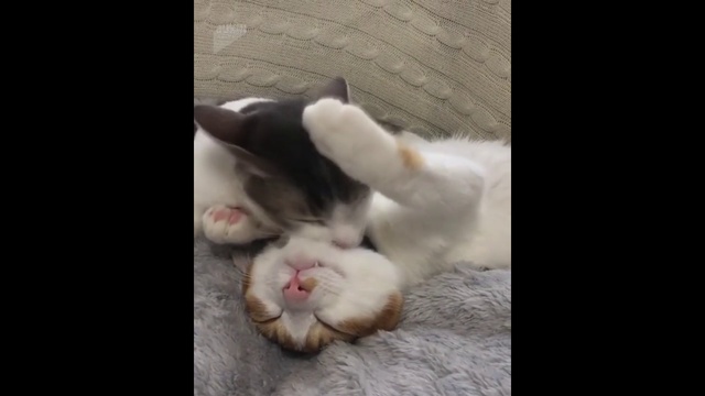 Милые коты смотреть онлайн