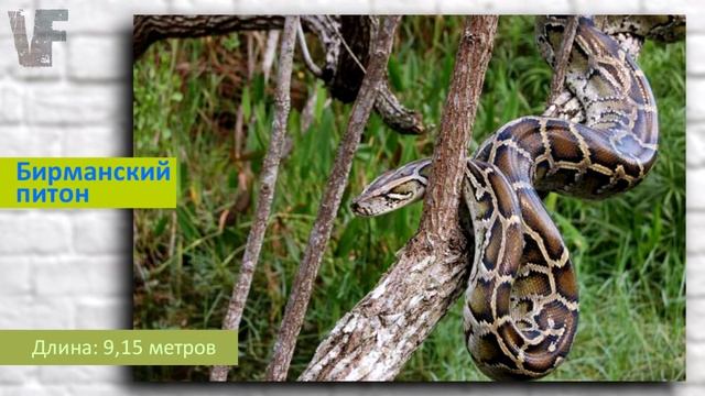 САМЫЕ ДЛИННЫЕ ЗМЕИИ в мире. THE LONGEST LONG SNAKE in the world смотреть онлайн