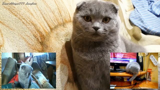 Lapik. Scottish fold kitten. Then and Now смотреть онлайн
