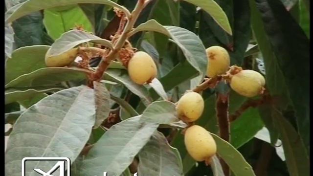 Мушмула смотреть онлайн