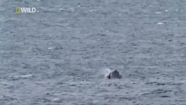 Фильмы о животных.  КИТ УБИЙЦА КАСАТКА.  Популярная Биология