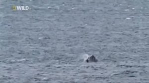 Фильмы о животных.  КИТ УБИЙЦА КАСАТКА.  Популярная Биология