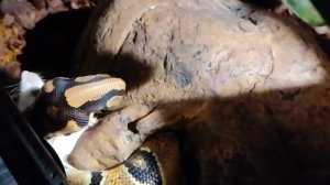 Охота Королевского Питона