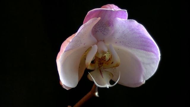 Purple Phalenopsis Orchid Time Lapse смотреть онлайн