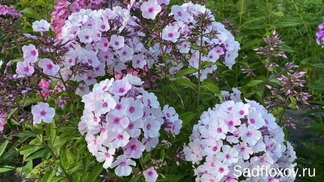 Белый флокс Первый Бал, моей селекции смотреть онлайн