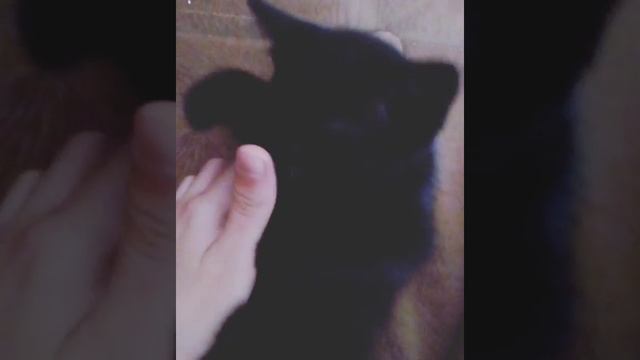 Уси пуси)Мой котик) смотреть онлайн