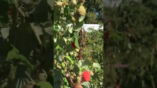 Малина геракл смотреть онлайн