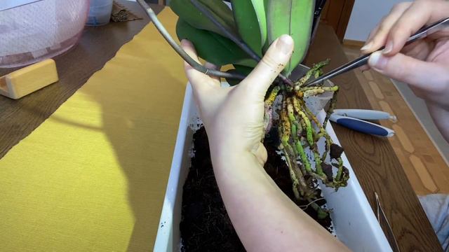 ДВЕ КРУТЫЕ ОРХИДЕЙНЫЕ НОВИНКИ!!! СЧАСТЬЕ ОРХОМАНА!!! смотреть онлайн