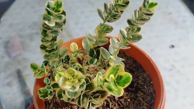 RARE Variegated Natal Plum Tree Carissa Macrocarpa. Collection