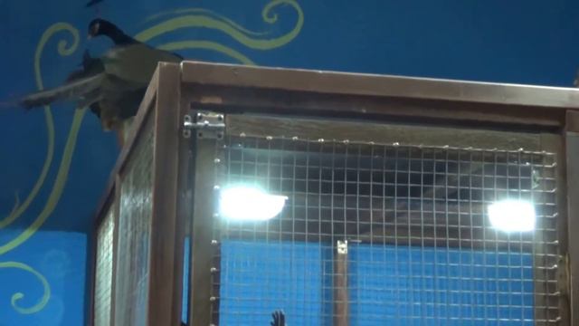 Еноты-полоскуны смотреть онлайн
