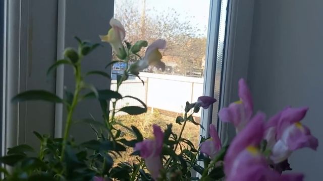 Львиный зев на подоконнике - ноябрь. смотреть онлайн