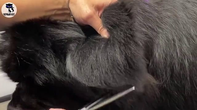 ✔ Ньюфаундленд: плюсы и минусы породы. За что все любят ньюфаундлена