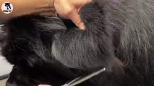 ✔ Ньюфаундленд: плюсы и минусы породы. За что все любят ньюфаундлена