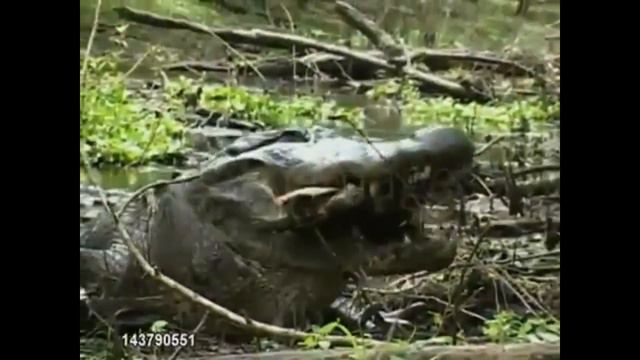 я решил сделать видео на урок биологии и вот что вышло смотреть онлайн