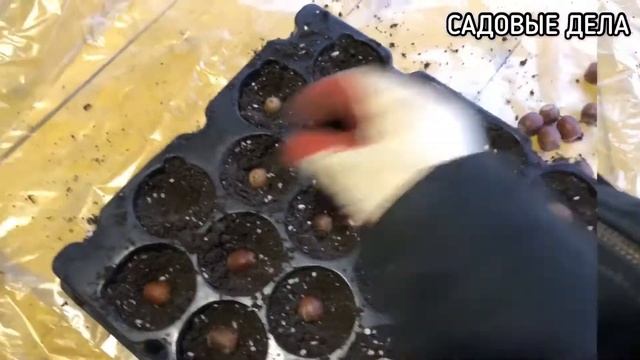 ПОСАДКА ЖЕЛУДЕЙ И КАШТАНОВ | САДОВЫЕ ДЕЛА #посадкажелудей #посадкакаштанов #садовыедела смотреть онлайн