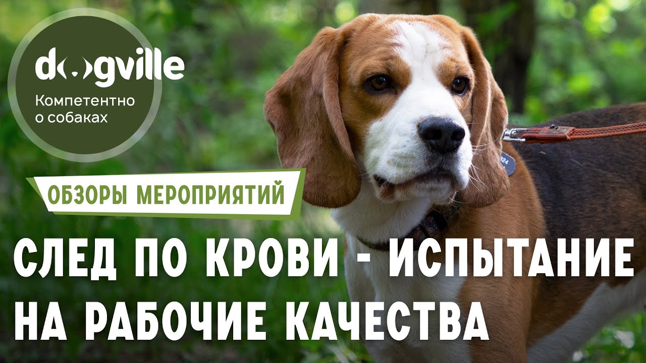 След по крови - Первое испытание охотничьих собак по рабочим качествам в системе СКОР смотреть онлайн