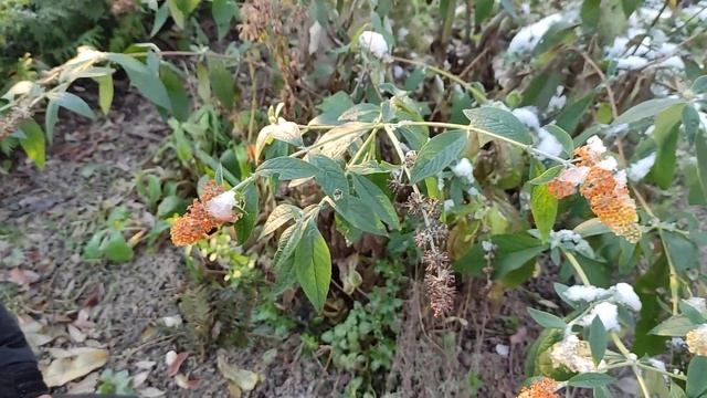 Цветущие в первый день зимы смотреть онлайн