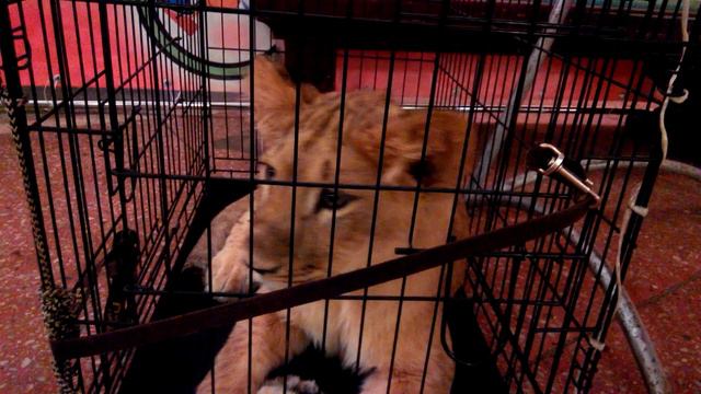 Ростовский Цирк Львица Симба смотреть онлайн