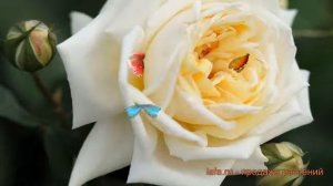 Роза плетистая Илзе Крон ? плетистая роза Илзе Крон обзор: как сажать, саженцы розы Илзе Крон