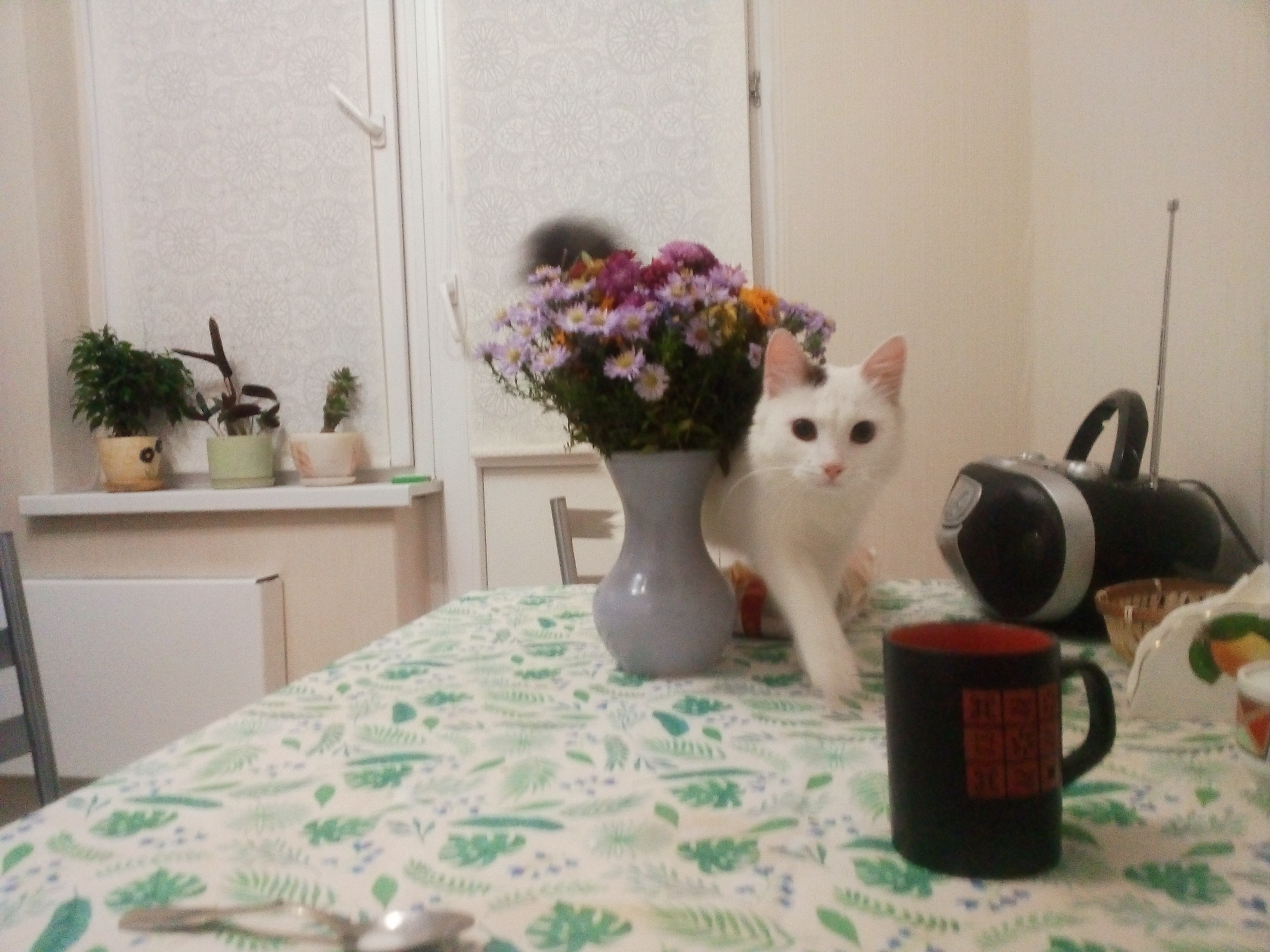 Кот Влашич. 10 первых веселых дней вместе смотреть онлайн