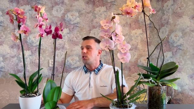 НОВЫЕ ОРХИДЕИ! Шикарный сорт, стабильный сорт, пелоричный сорт. смотреть онлайн