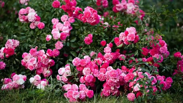 Муж выгнал молодую жену из дома из-за того, что она не смогла родить ребёнка. А через время, был... смотреть онлайн